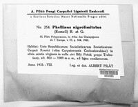 Phellopilus nigrolimitatus image